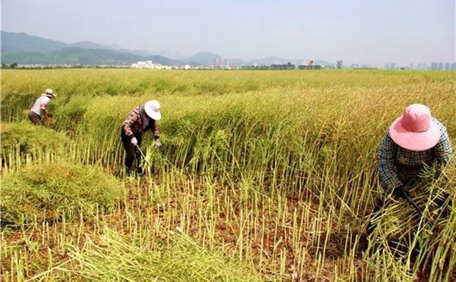 農(nóng)村的秸稈稻草，棉花桿，廢舊木材花生殼，都是農(nóng)業(yè)垃圾，在過去這些東西沒有人稀罕，到處亂扔，影響了農(nóng)村的面貌